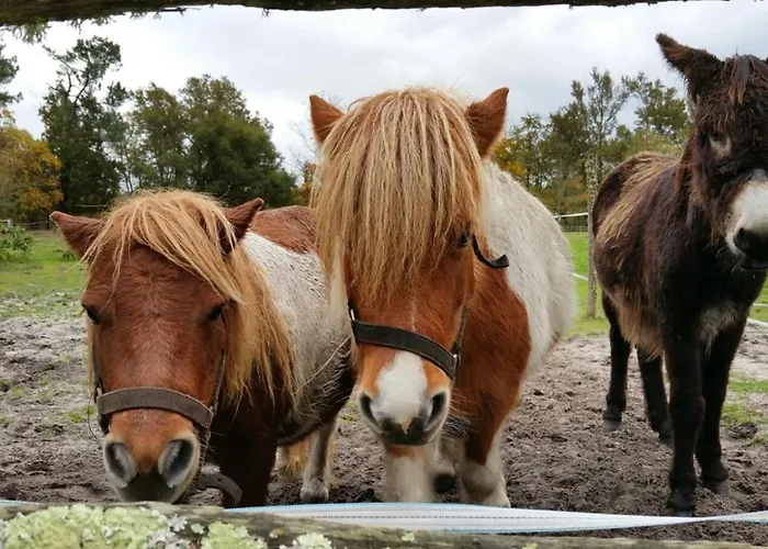 Le Gahoun - La Cosy 3* Castets